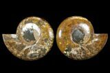 Very Large, Cut & Polished Ammonite Fossil - Madagasar #183360-1